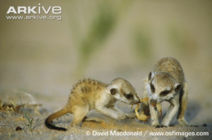 meerkat-300x198.png