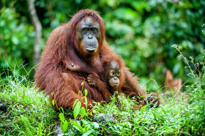 An adult Bornean orangutan with a reddish-brown coat sits in a lush green forest, gently holding a small infant orangutan