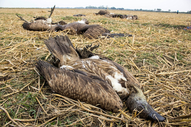vultures2.jpeg
