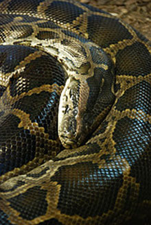 How To Control Florida's Invasive, Occasionally Killer Pythons ...