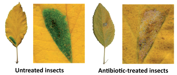 Leaf-miners.jpg