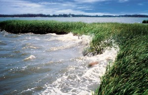 coastal_wetlands_large-e1337711139521.jpg