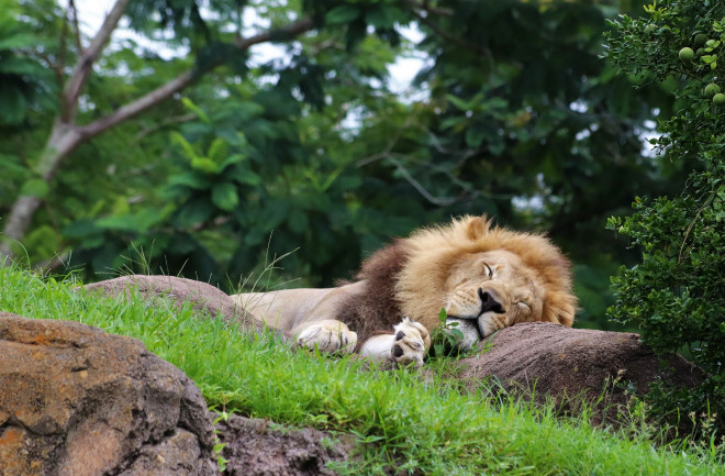 Sleeping Lion