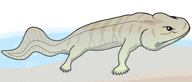 Acanthostega