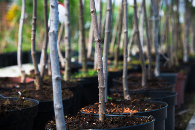 Rows of young maple trees in a plant nursery