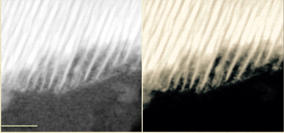 A high-resolution Transmission Electron Micrograph (scale 50nm) of a grain from a Martian meteorite. By studying three Martian meteorites, scientists revealed the process by which organic carbon compounds are created on Mars. (Credit: Andrew Steele)