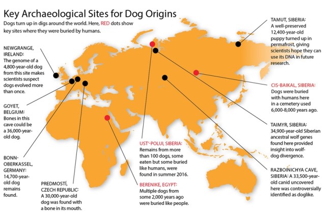 harta originii câinilor - 
