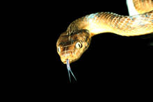 How To Get Rid Of Invasive Tree Snakes Bomb Them With Parachuted