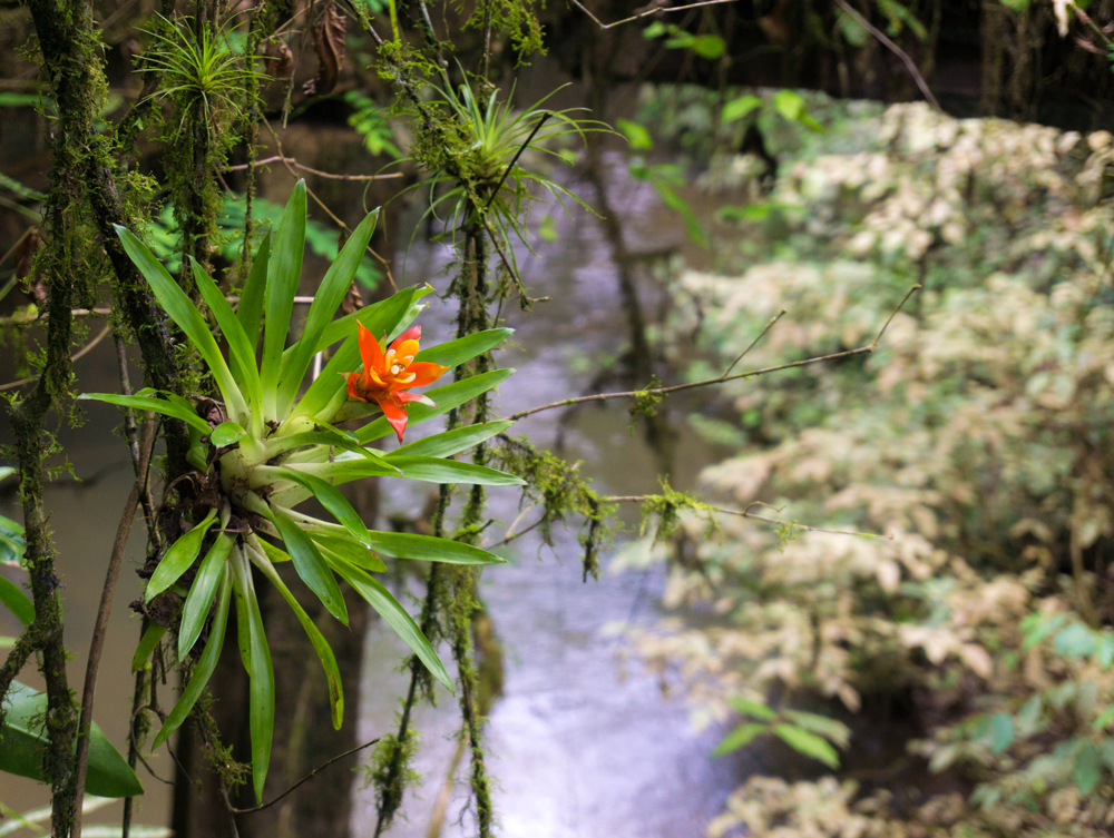 Tank Bromeliad - Sarah Hewitt