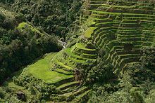 220px-Banaue_Rice_Terrace_Close_Up_2.jpg