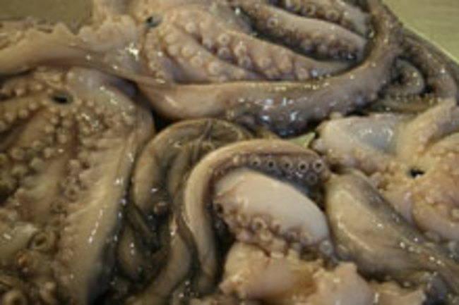 Human having sex with squids - Naked pictures Adult archive Black gloryhole sluts