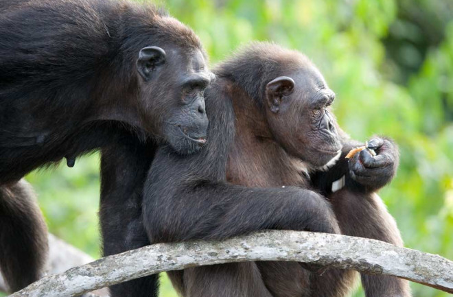 chimp groom social activity