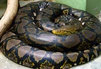 Python2.jpg