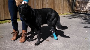 Jake-with-new-leg-300x168.jpg