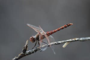 Sympetrum-corruptum-by-Chris-Goforth-300x200.jpg