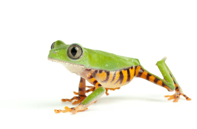 barred leaf frog