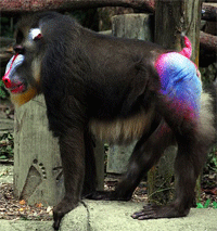 mandrill.gif