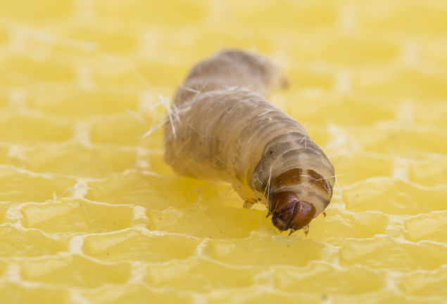 Scientists Found a Caterpillar That Eats Plastic. Could It Help Solve our  Plastic Crisis? | Discover Magazine