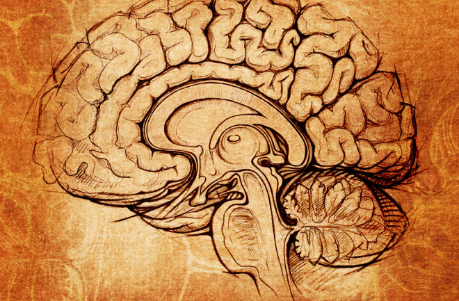 DaVinci brain