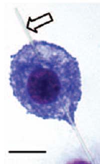 Nanotube.jpg