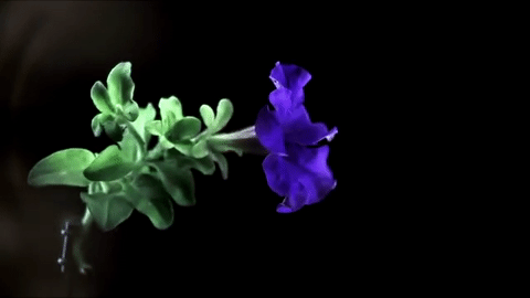 giphy-1.gif