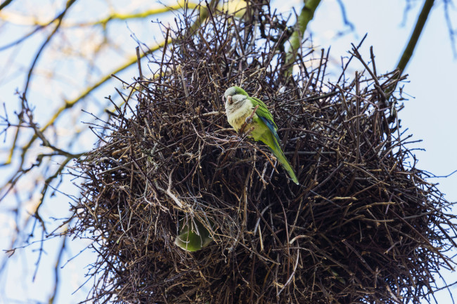 Monk parakeet nest