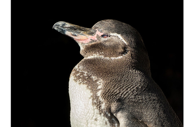 Galápagos Penguin