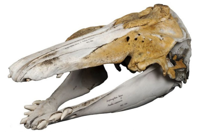 Beluga Narwhal Hybrid Skull, Narluga - Natural History Museum of Denmark