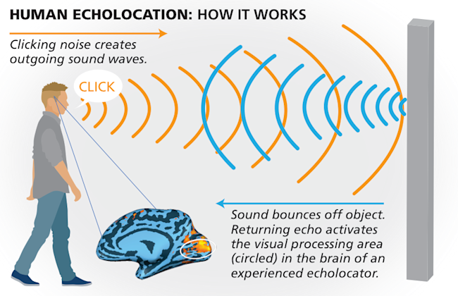 human echolocation graphic