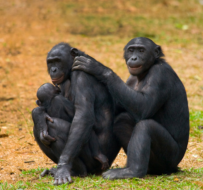 Bonobos
