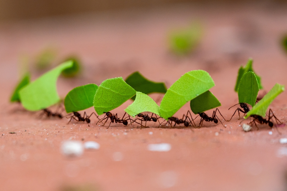 The Most Abundant Land Animal Totals 20 Quadrillion and They Thrive Everywhere