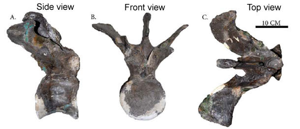 Caudal-ribs.jpg