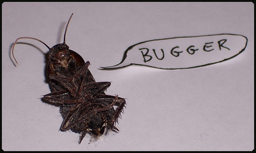 cockroach_image.jpg