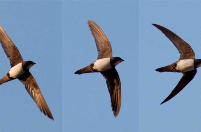 alpine swift bird flight