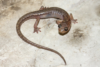 Salamander.jpg