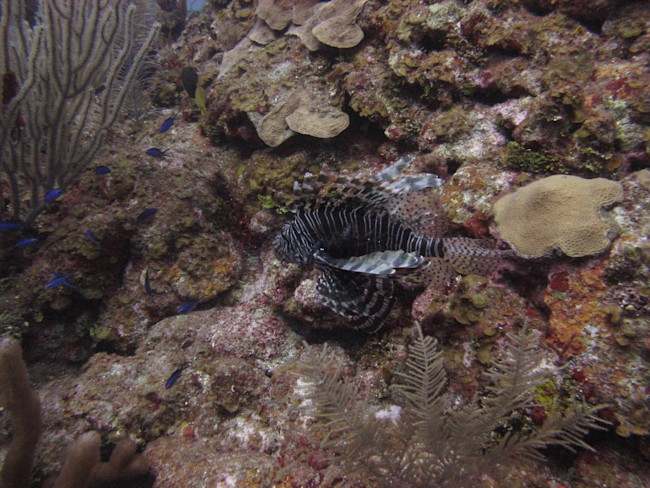 lionfish_fight_winner_alex_fogg-1024x768.jpg