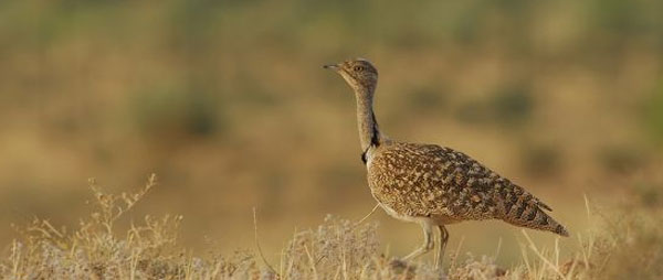 Houbara_bustard.jpg