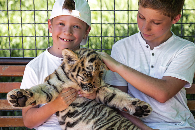 petting a tiger cub - shutterstock