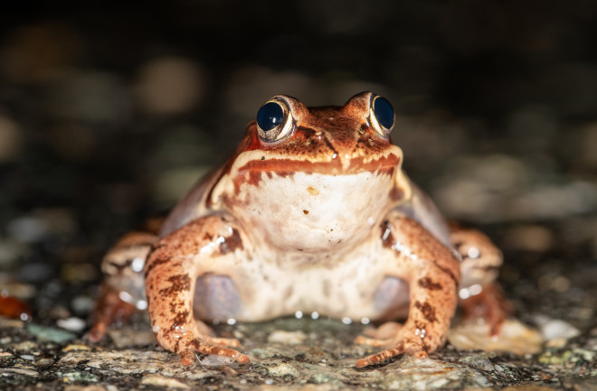 Wood Frog