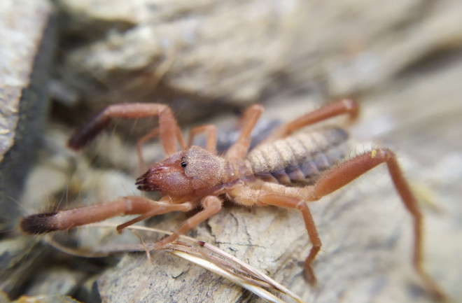 A camel spider is an arachnid, not a spider. This camel spider looks tan in color and has eight legs