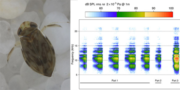 Tiny Water Insect Makes Record Breaking Song With His Penis Discover Magazine