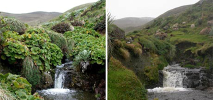 macquarie-island.jpg