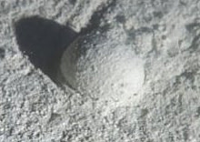 protist-2.jpg