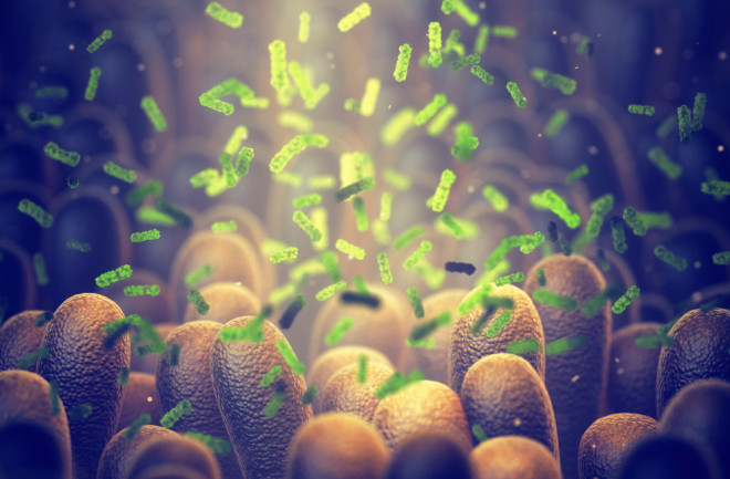 Gut microbes