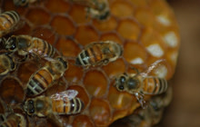 bees-honeycomb.jpg