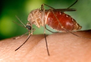 Mosquito_300.jpg