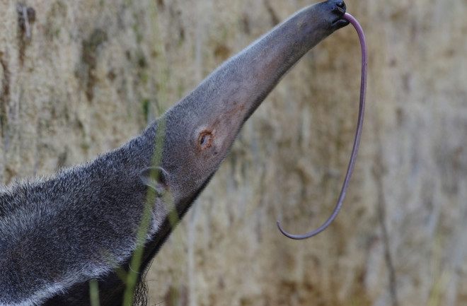 anteater open