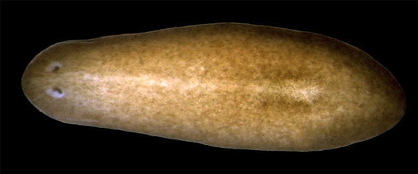Planarian.jpg