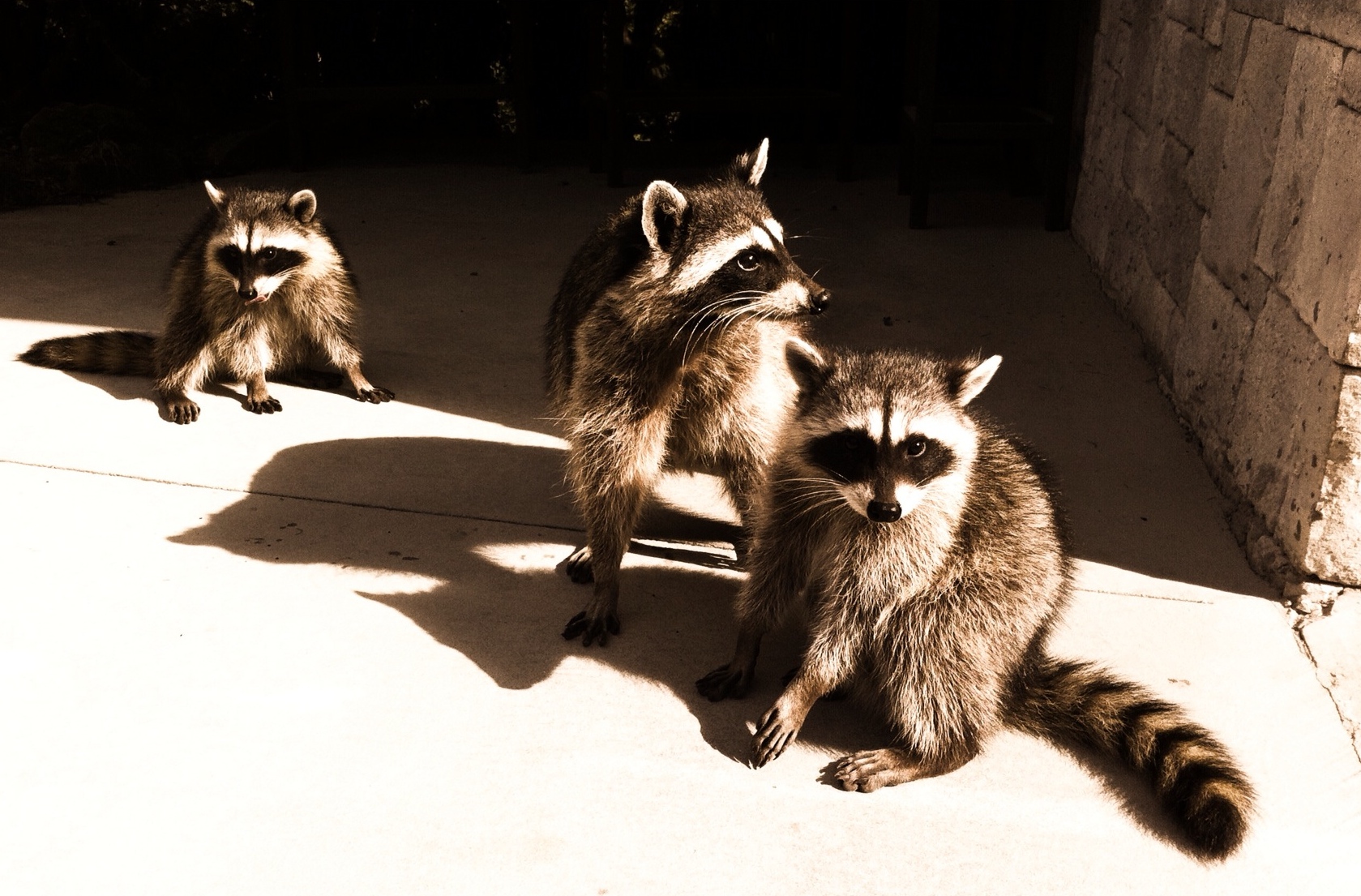 omnivore raccoon