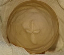 holyegg.jpg